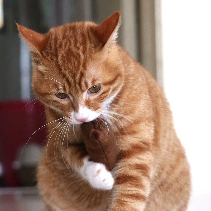 1pc Cat Design Cat Teaser Toy Containing Squeaky Plush Pillow.